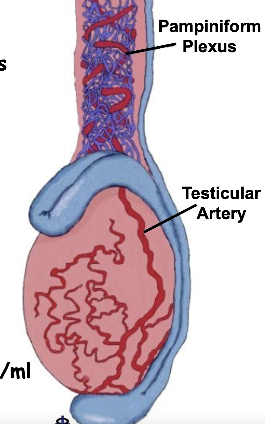 <ul><li><p>Counter current exchange</p></li><li><p>Reduce amplitude of arterial pulses</p></li><li><p>Helps create a high —> concentration/gradient to bring testosterone in for spermatogenesis</p></li></ul><p></p>