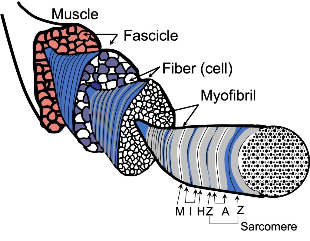 <p>Myofibril</p>