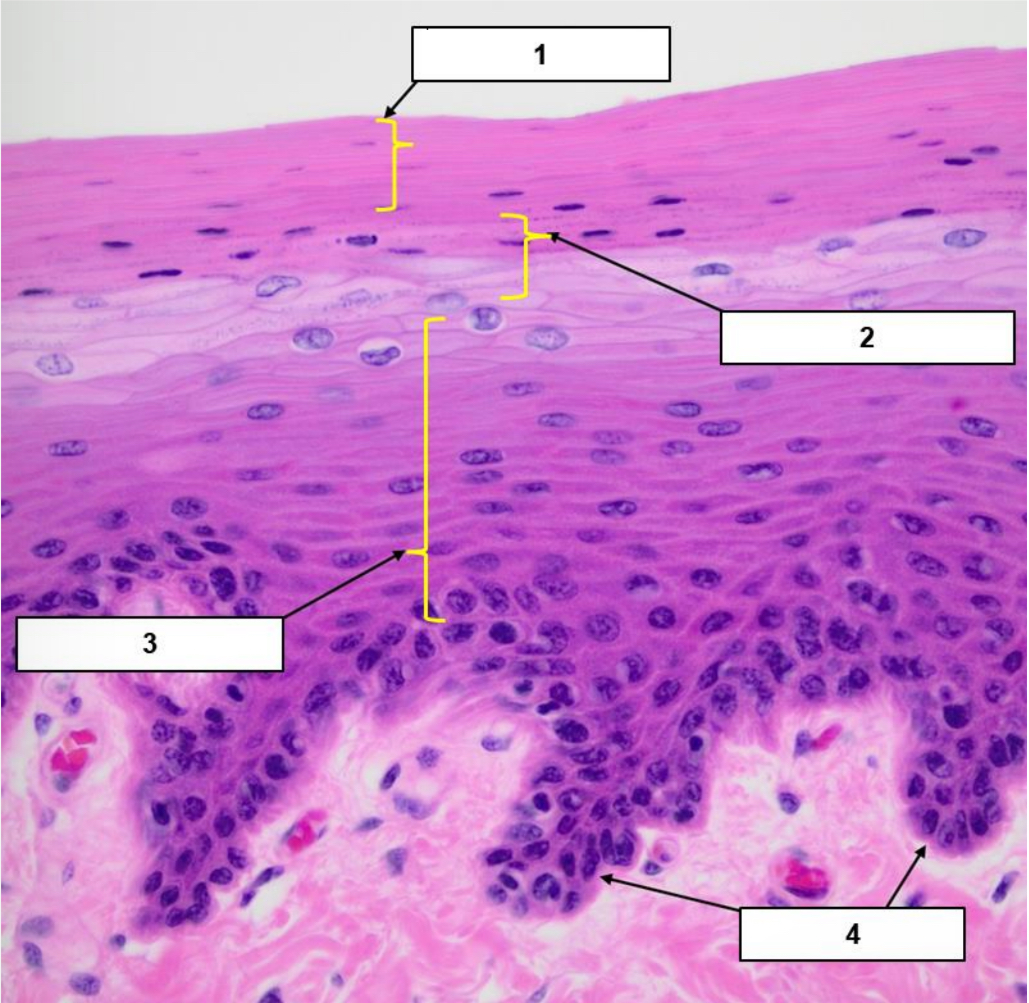 <p>Name the structure indicated by 2.</p>