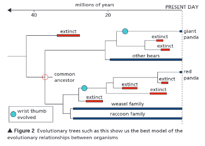 <p>What are evolutionary trees?</p>