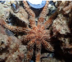 <p>ECHINODERMATA Eleven-armed sea star</p>