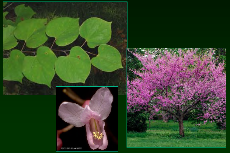 <p>•</p><p>Fabaceae</p><p>•</p><p>Key Characters:</p><p>•</p><p>Cordate leaves</p><p>•</p><p>Two-ranked leaves</p><p>•</p><p>Purple flowers</p>