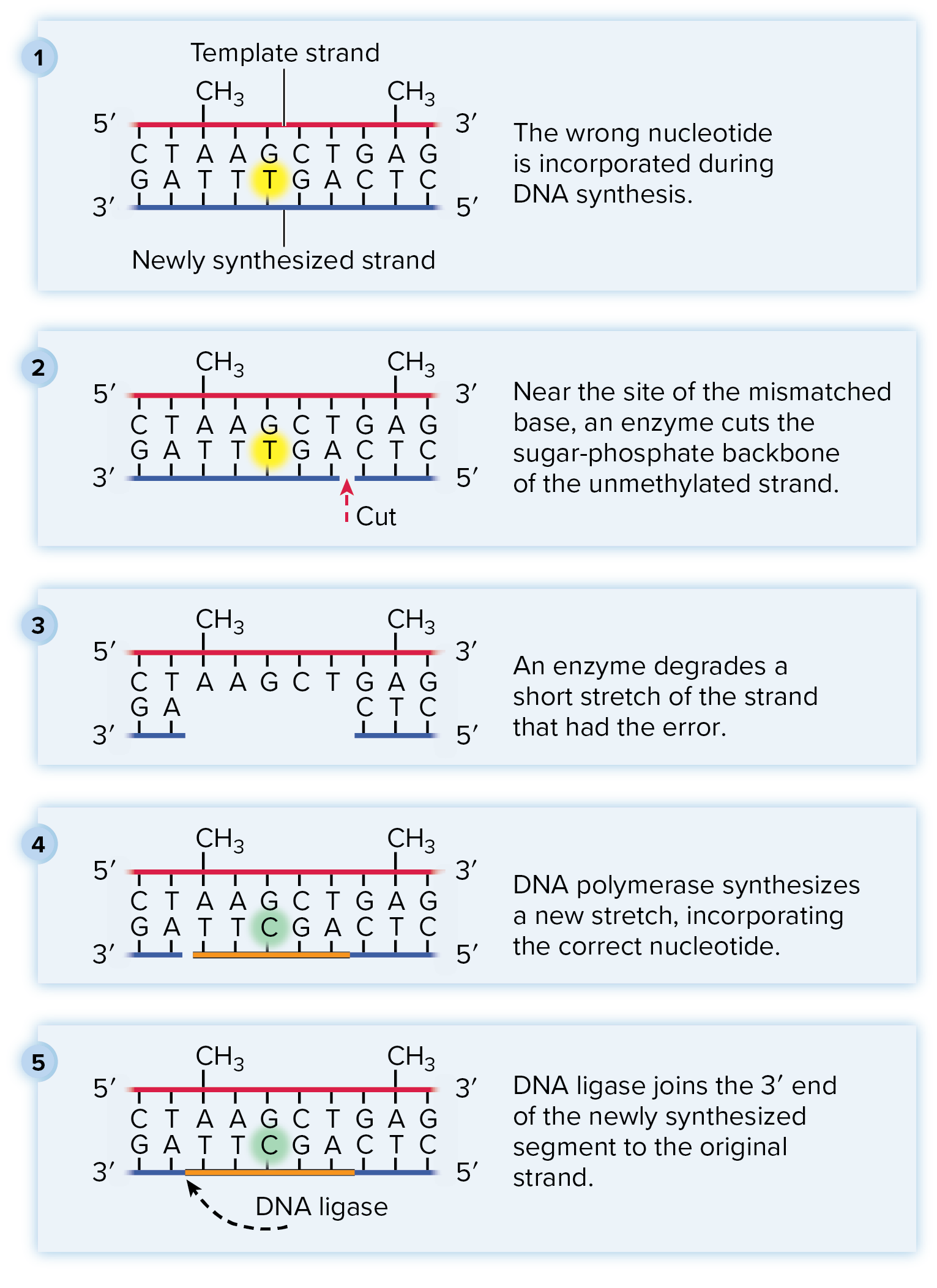 <p>Repairing of base substitution during DNA replication</p><ul><li><p>DNA polymerase proofreads synthesized DNA</p></li><li><p>cuts out incorrect base substitution and resynthesizes correct DNA</p></li><li><p>fixed DNA gets sealed by DNA ligase</p></li></ul><p></p>