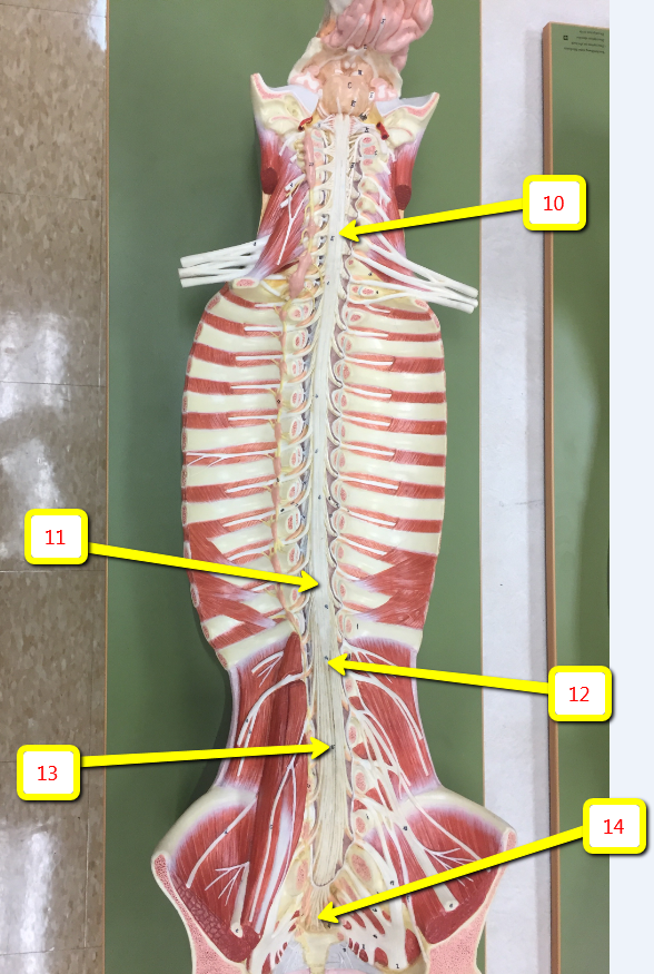 <p><span>Name the bulge indicated by arrow 11:</span></p>