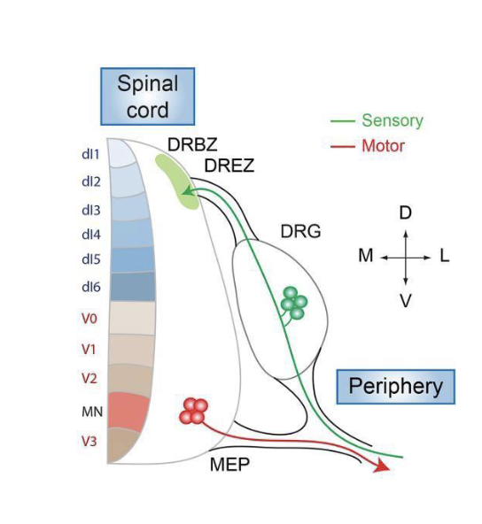 <p>Main components of the PNS</p>