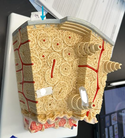 <p>ID histology bone model region</p>