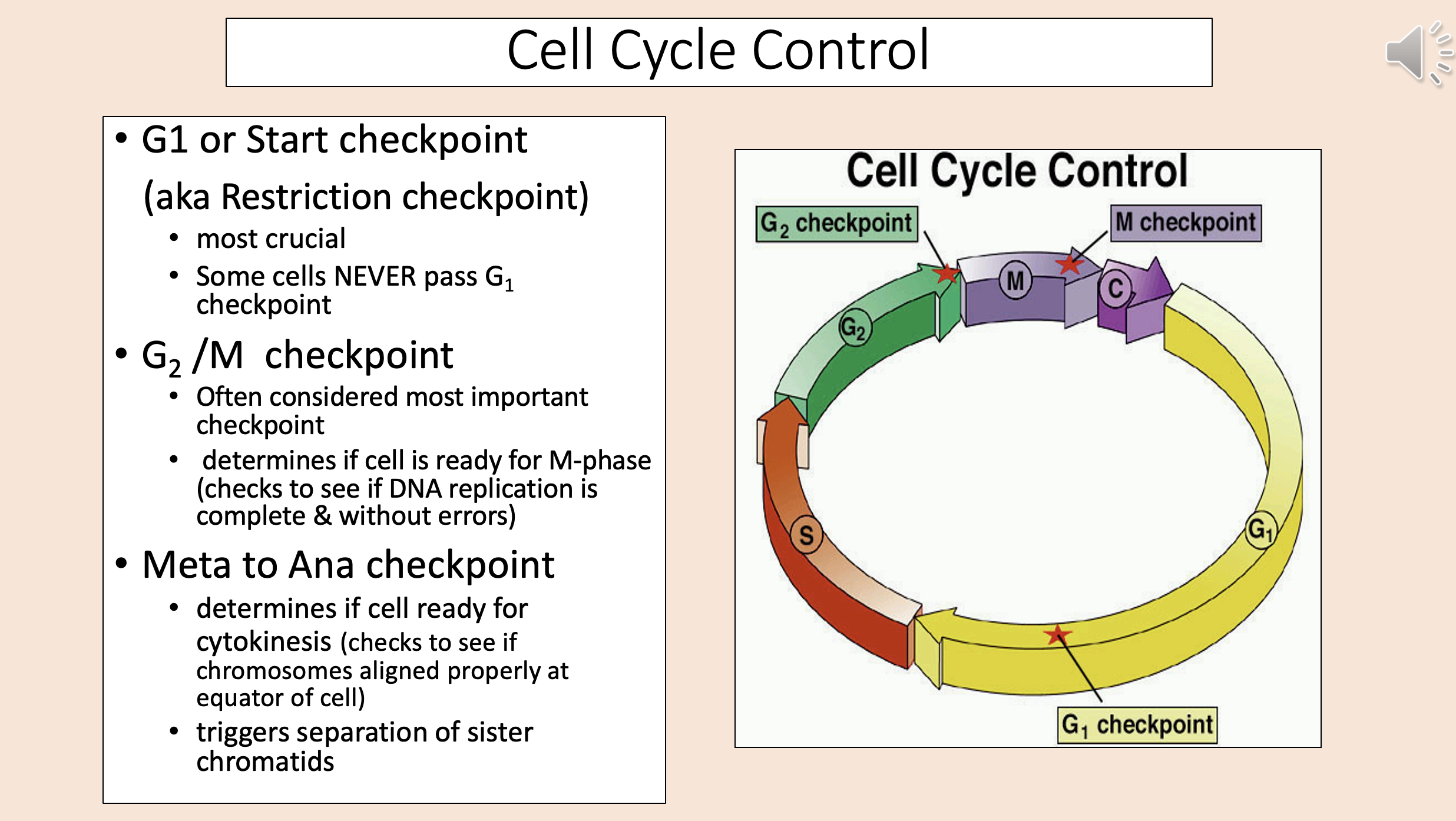 <p>G<sub>1</sub></p><p>start checkpoint </p>