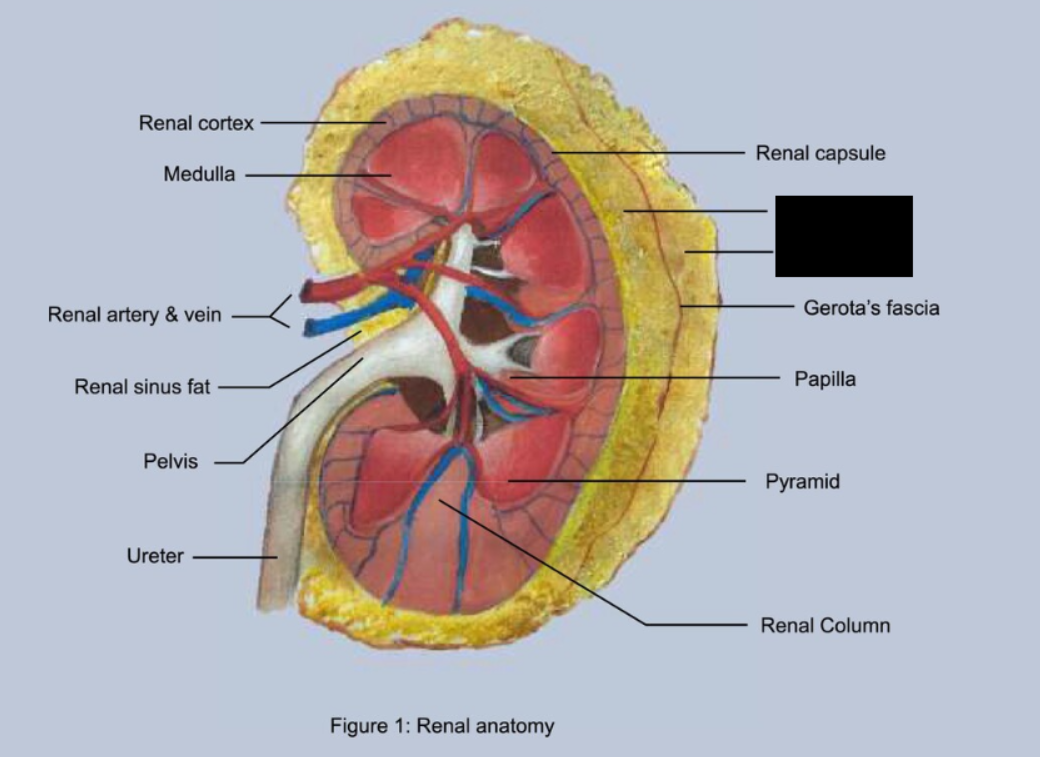 <p><span style="background-color: transparent;">Adipose tissue called ______ ___ surrounds each kidney.&nbsp;</span></p><p></p>