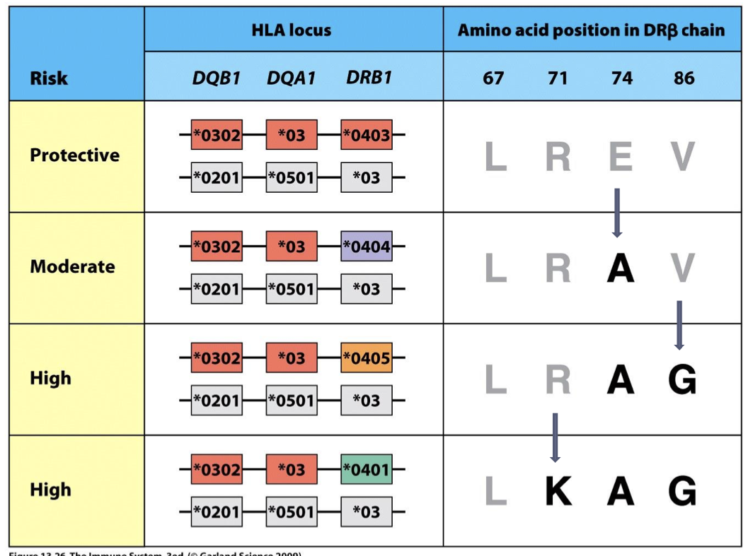 <p>(see image)  A person can go from being protected from Type I Diabetes to being susceptible with a single AA substitution in the DR(alpha) chain.</p>
