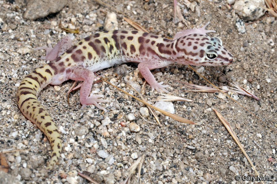 <p>Eublepharidae<br>Coleonyx variegatus<br>Western banded gecko</p>