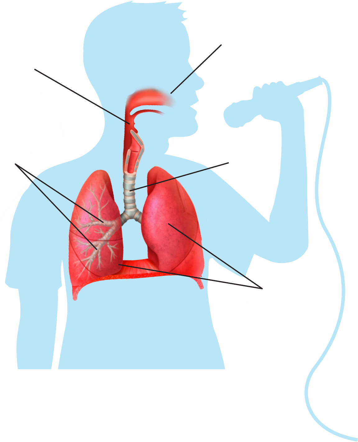 <p>respiratory system</p>
