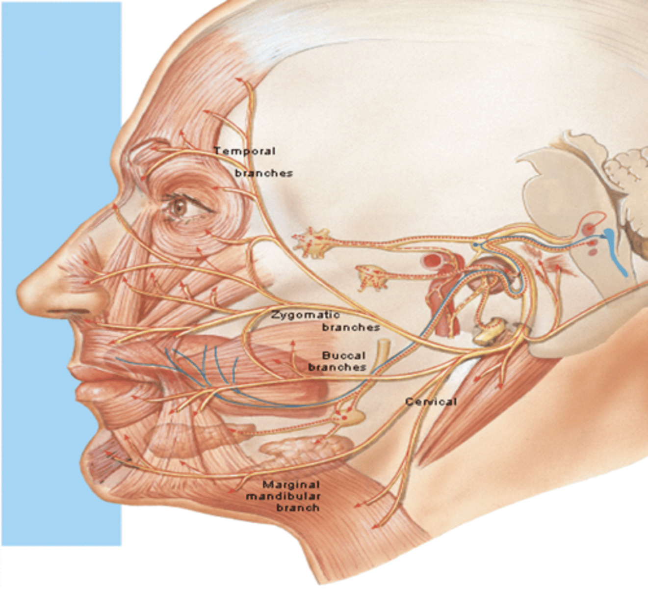 <p>What is the course of the zygomatic branch of CN VII?</p>