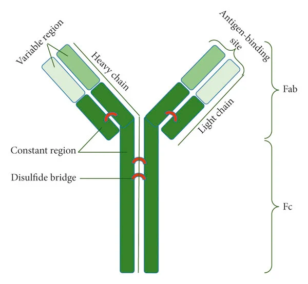 <p>Y-shaped glycoproteins made of 4 polypeptide chains (2 heavy and 2 light), held together by disulphide bridges. The constant region is the same for all antibodies and binds to receptors on B cells. The variable region is complementary to a specific antigen.</p>