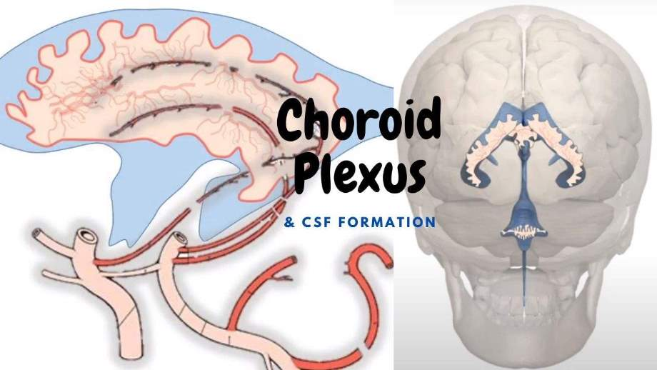 <ol start="3"><li><p><span style="background-color: transparent;"> choroid plexus (by ependymal cells)</span></p></li></ol><p></p><p></p>