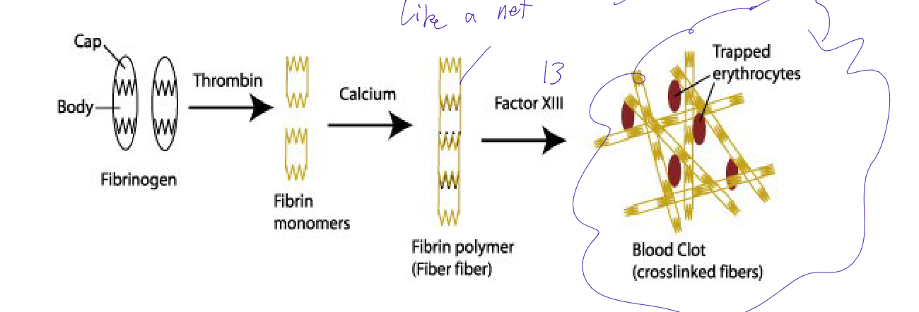 <p>Factors X, V, II, and I</p><ul><li><p>• Activated factors VII (by the Extrinsic) or VIII (by Intrinsic)</p><p>• Activate the next factors in the series</p></li><li><p>Factor 10 activate thrombin, allowing further activation of platelets, and fibrin</p></li></ul><p></p><ul><li><p>Is done to perform the following process (ACTIVATES THROMBIN</p><ul><li><p>Fibrinogen (I) {with Thrombin)→ Fibrin (monomer) {with calcium)→ Fibrin (polymer) {with factor III) → Stable fibrin clot (secondary hemostatsis)</p></li></ul></li></ul><p></p>