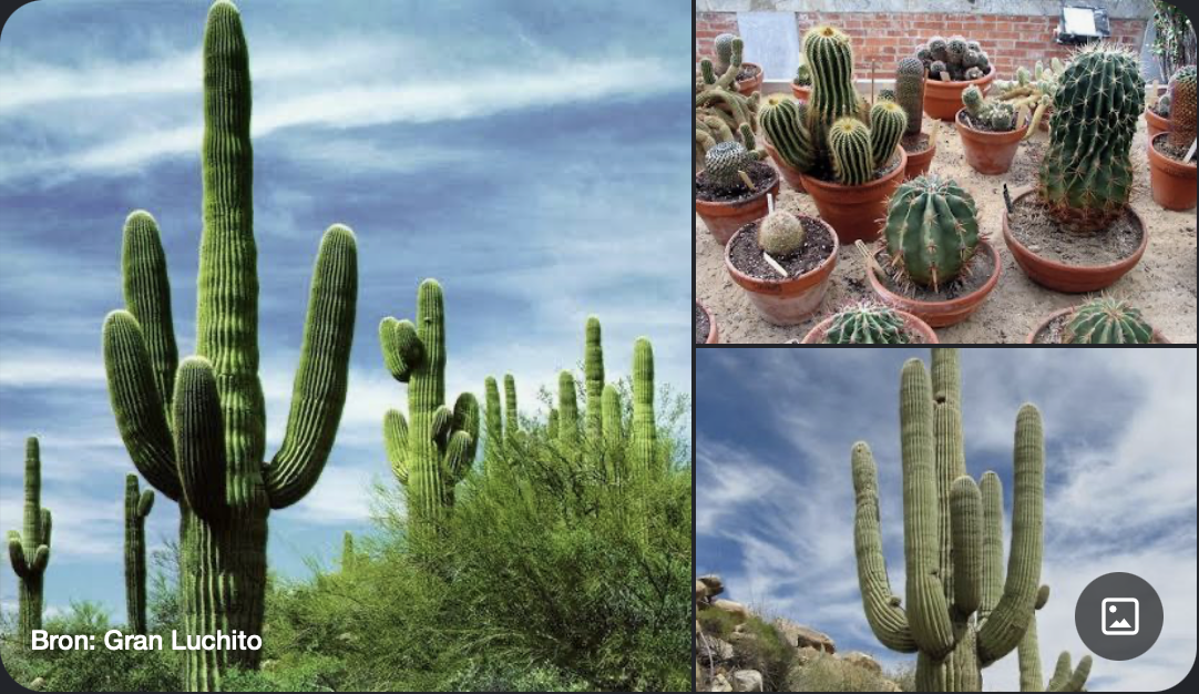 <p>Kenmerken:</p><ul><li><p><strong>Habitus:</strong> Succulente (wateropslaande), meestal bladlooze stengels die de fotosynthese overnemen.</p></li><li><p><strong>Kenmerk:</strong> Aanwezigheid van <strong>areolen</strong> (kussentjes van viltig haar waaruit doorns, haren en bloemen ontspringen). Doorns zijn botanisch gezien omgevormde bladeren.</p></li><li><p><strong>Bloem:</strong> Grote, solitaire bloemen met talrijke bloemdekbladen en meeldraden.</p></li></ul><p></p>