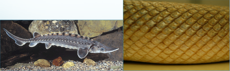 <ul><li><p>Found in Chondrostei (e.g. sturgeons, gars and paddlefish)</p></li><li><p>Modified cosmoid scales</p></li><li><p>Sturgeon scales are modified into large plates, with most of the rest of the body naked</p></li></ul><p></p>