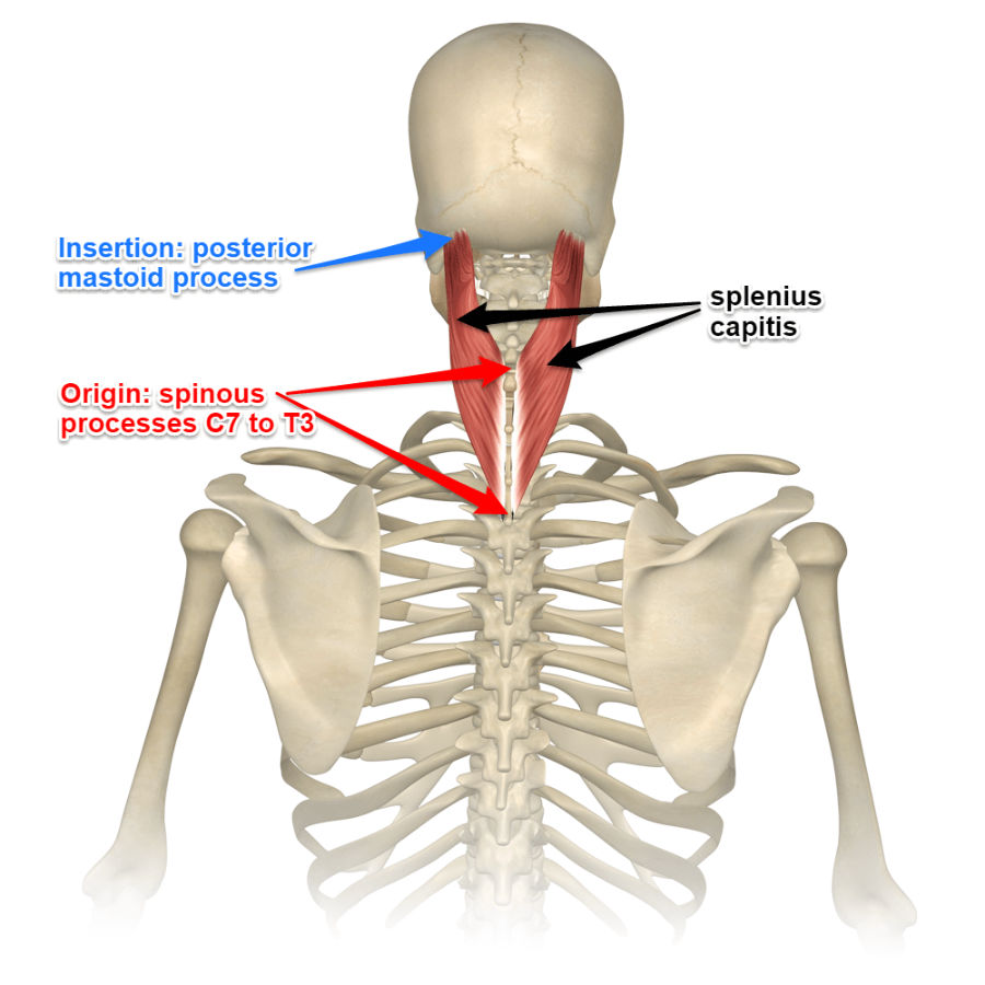 <ul><li><p>an intrinsic muscle of the neck in the superficial layer</p></li><li><p>extends from the spinous process of the last cervical vertebrae and first three thoracic vertebrae to the occipital and temporal bones</p></li><li><p>acts as an extensor and lateral flexor of the neck and assists with rotation</p></li></ul><p></p><p>origin → spinous process of vertebrae C7-T3, nuchal ligament</p><p>insertion → lateral superior nuchal line of occipital bone, mastoid process of temporal bone</p><p>action → bilateral contraction: extends head/neck</p><p>          → unilateral contraction: lateral flexion and rotation of the head (ipsilateral)</p><p>innervation → lateral branches of posterior rami of spinal nerves C2-C3</p><p>blood supply → muscular branches of occipital artery</p>