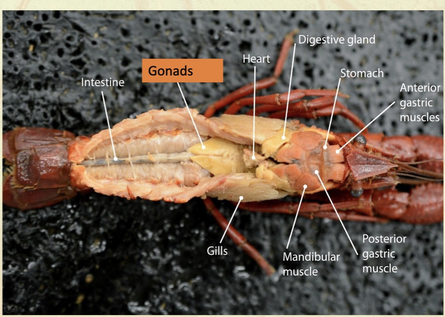<p>Gastric Mill</p><p>• Found inside the stomach</p><p>• Look like teeth</p><p>• Are used to grind food</p>
