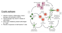 <p>1.) infection results in inflammation and activation of antigen-presenting cells</p><p>2.) tissue damage results in release of self antigen</p><p>3.) antigen-presenting cells may mistakenly present self antigen to T cells</p><p>4.) results in expansion of self reactive T cells</p>