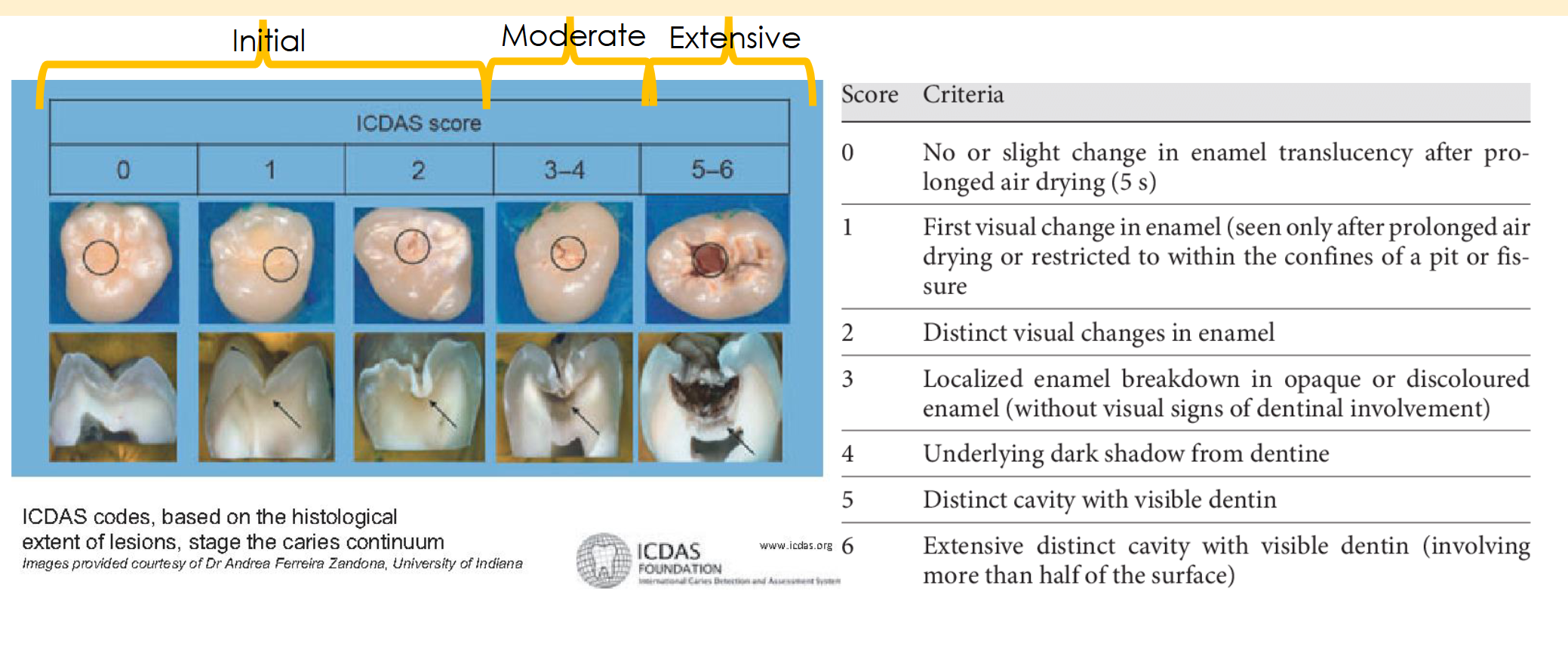 <p>From 1 to 6 → How strong is the bacterial caries infection</p>