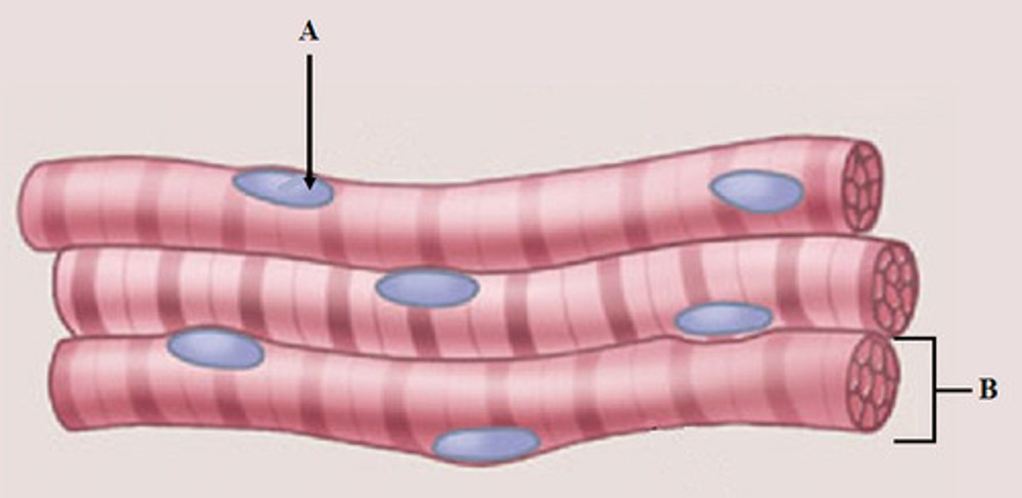 <p>type of structure? {A}</p>