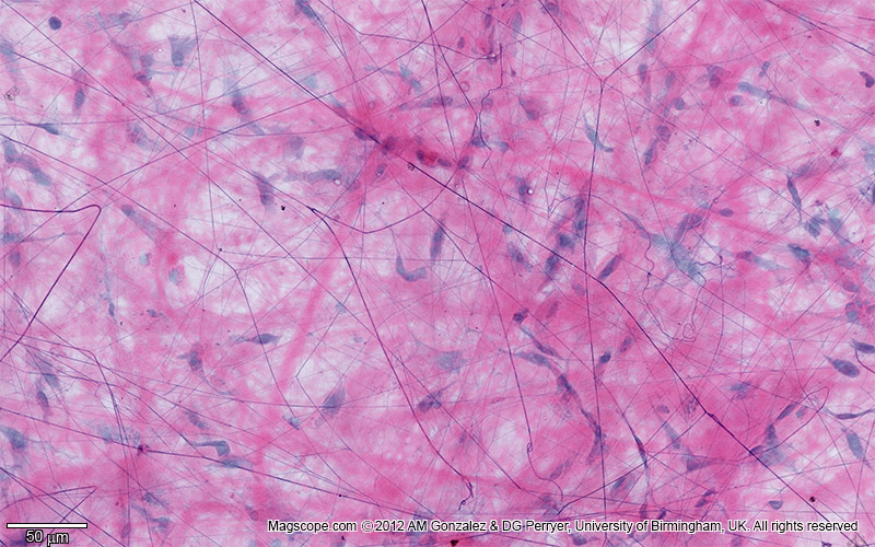<p>Areolar Connective Tissue </p>