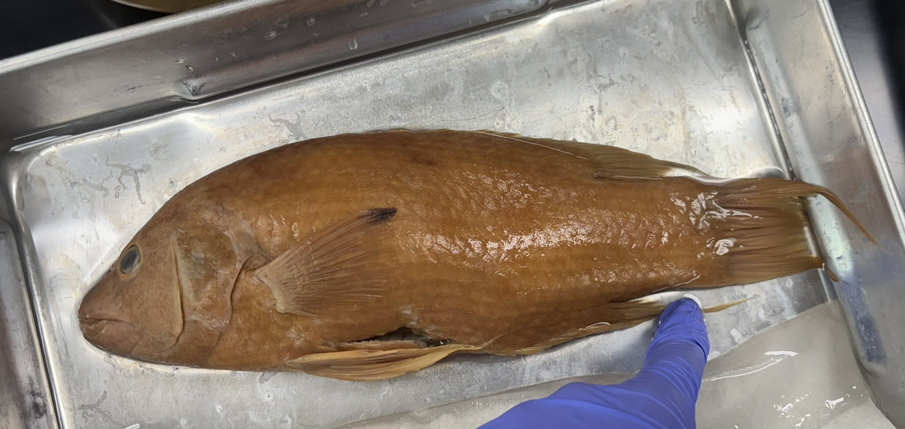 <p>Family Labridae (wrasses) - <em>Bodianus pulchellus</em></p>