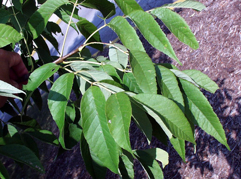 <p>common name</p>