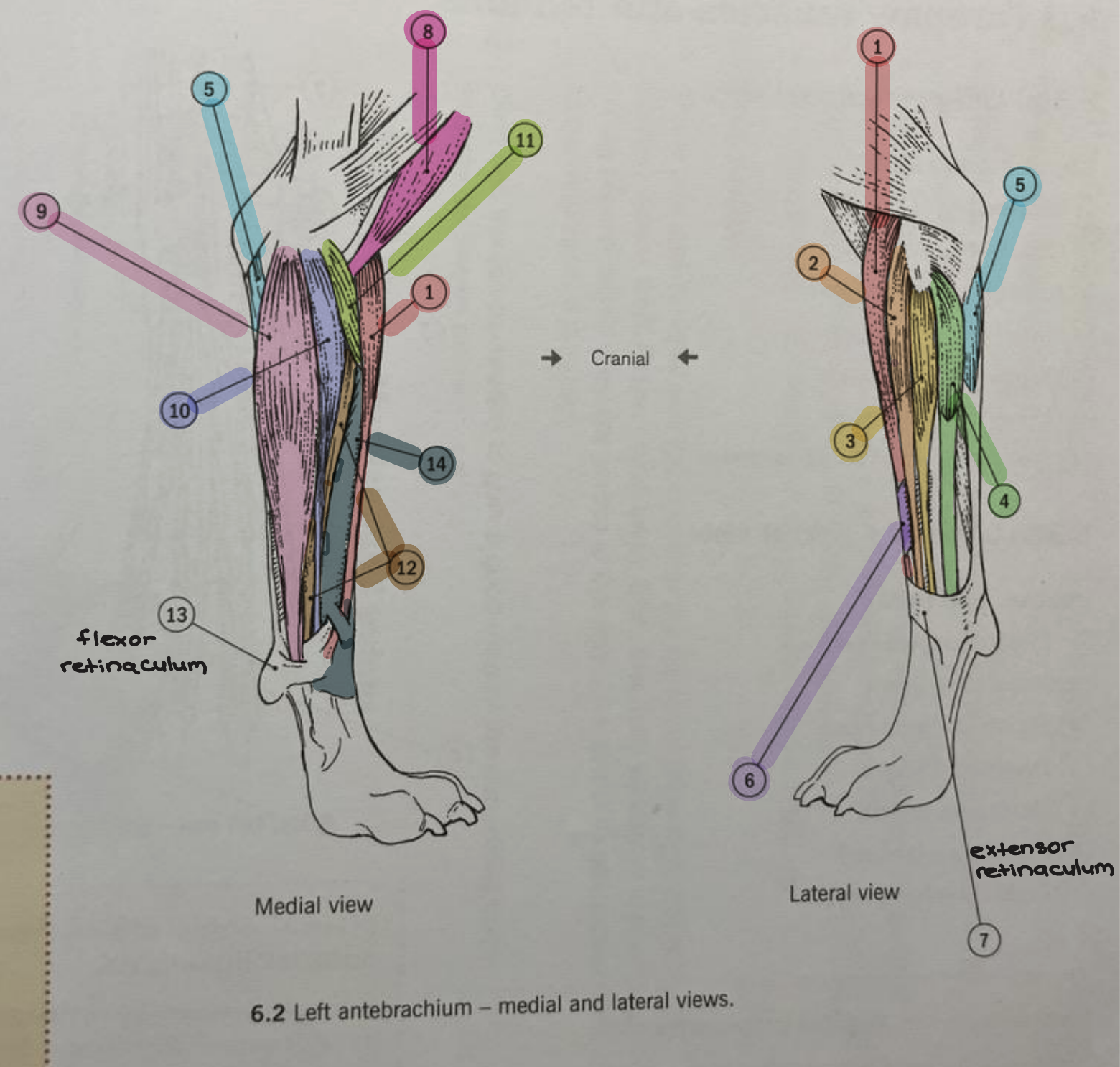 <p><strong>Antebrachium/Forearm Anatomy (Medial &amp; Lateral View) </strong></p><ul><li><p>Identify 1</p></li></ul><p></p>