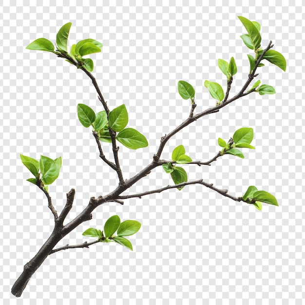 <p>branch</p>