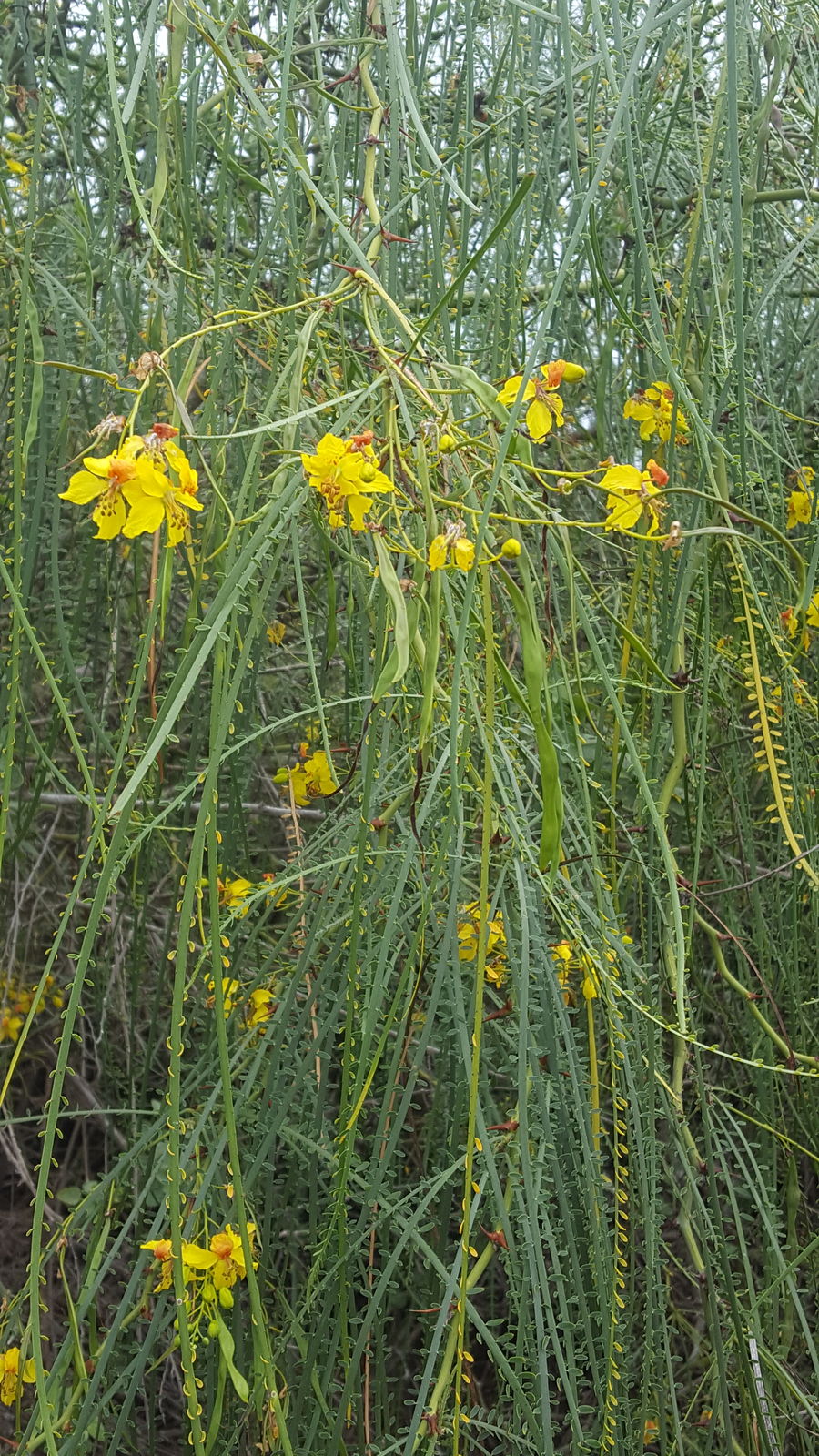 <p>Jerusalem thorn</p>
