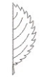 <p>what type of leaf margin is this?</p>
