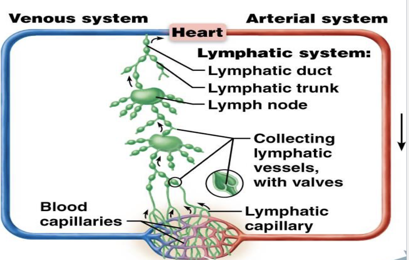 <p><strong>Lymphatic Vessels &amp; Transport</strong></p><p>What creates pressure for lymphatic transport?</p>