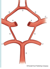 <p>branches off of the subclavian artery and travels upward through the foramina in the transverse processes of the cervical vertebrae CV6-CV1</p><p>It passes through the foramen magnum and joins the vertebral artery from the opposite side to form the BASILAR ARTERY (E)</p>