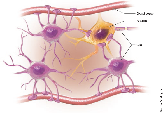 <p><span>Nervous system cells that perform a variety of support functions, including formation of the blood–brain barrier and myelin.</span></p>