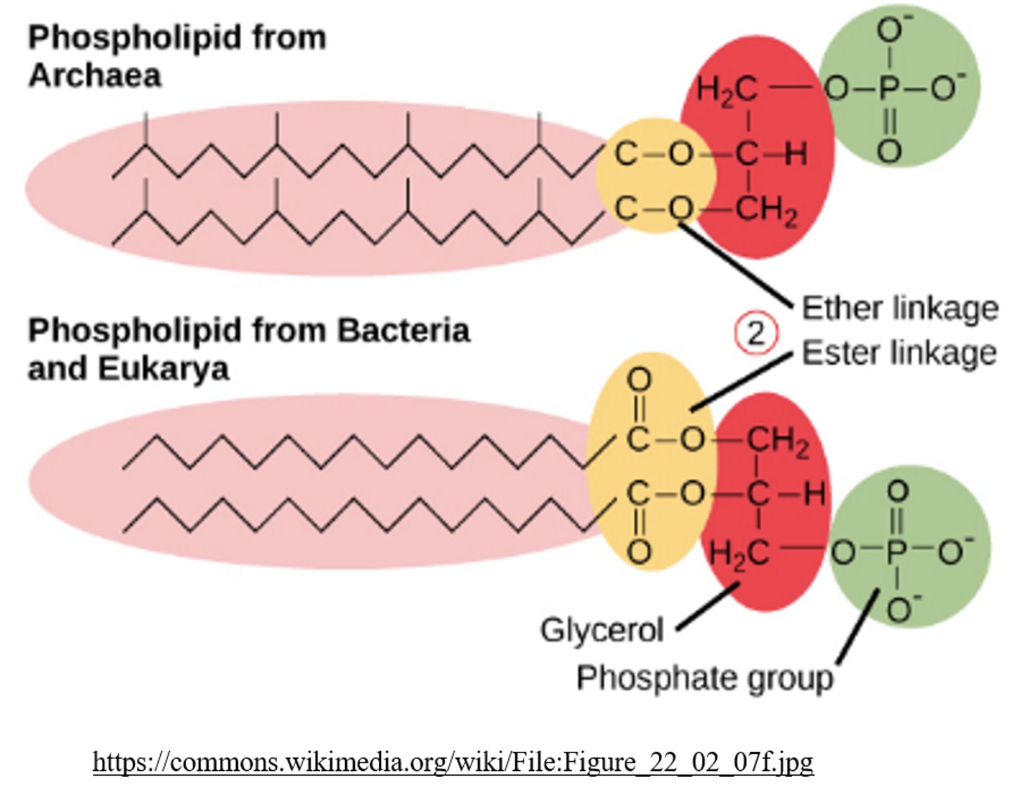 <p>archaea</p>