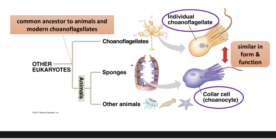 <p>closest protist group to animals</p><ul><li><p>sponge-like first animals</p></li><li><p>similar to collar cells in sponges</p></li></ul><p></p>