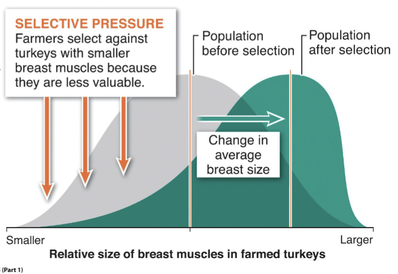 <p>individuals with one extreme from the range of variation in the population have the highest fitness</p>