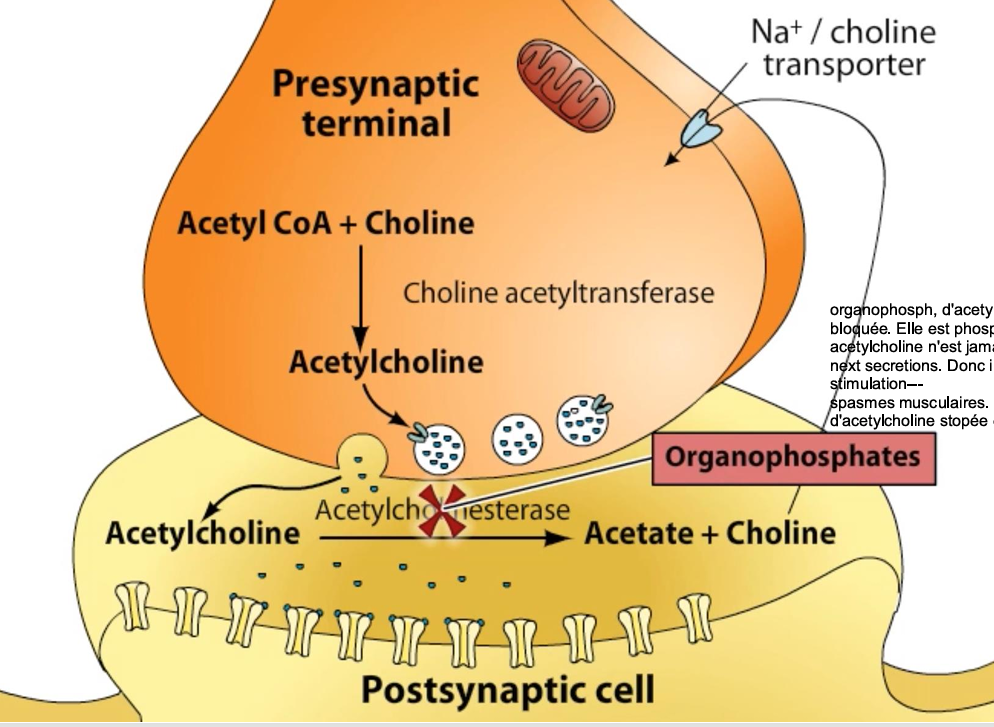 <ul><li><p>normalement ACh lie recepteurs puis est dégradée & recyclée par enzyme acetylcholinesterase</p></li><li><p>Organophosphates bloque acetylcholinesterase (liaison cov entre organophosphate et un acide amine dans enzyme).</p></li><li><p><strong>acetylcholinesterase est phosphorylée. Donc acetylcholine n'est jamais broken down for next secretions. Donc il y a continuous stimulation—-spasmes musculaire</strong>s. (peut causer paralysie/ arret respiratoire) </p></li></ul><p></p>