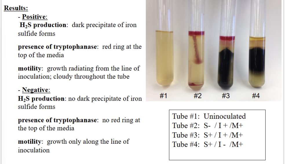 <ul><li><p>Positive</p><ul><li><p>H2s production = dark precipitate of iron sulfide</p></li><li><p>Tryptophanase/indole = red ring at top</p></li><li><p>Motility = growth radiating from line of inoculation </p><ul><li><p>OUTWARD</p></li><li><p>and cloudy in tube</p></li></ul></li></ul></li><li><p>Negative</p><ul><li><p>OPPOSITE OF ALL OF THESE</p></li></ul></li></ul><p></p>