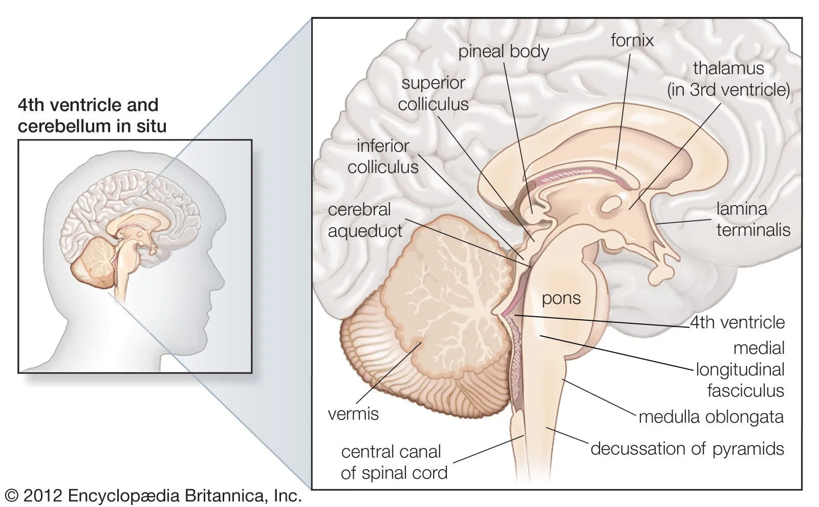 <p>The "gateway to the cortex" that facilitates attention, short-term memory, and coordinates sensory inputs before they reach the cortex.</p>