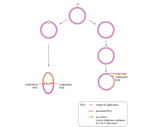 <p><span><strong>Two replication forks moving in opposite directions on a circular chromosome.</strong> An active zone of DNA replication moves progressively along a replicating DNA molecule, creating a Y-shaped DNA structure known as a replication fork: the two arms of each Y are the two daughter DNA molecules, and the stem of the Y is the parental DNA helix. In this diagram, parental strands are <em>orange;</em> newly synthesized strands are <em>red</em></span></p>