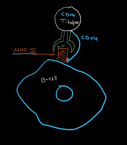 <p>Helps bind t-helper cells to MHC 2</p>