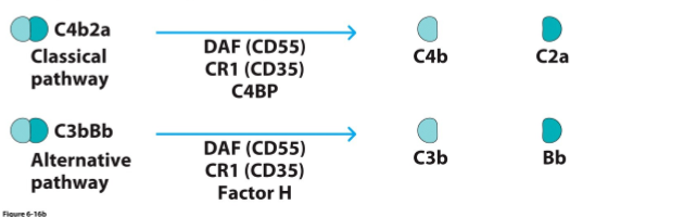 <p>→ complementsysteem kan niet worden geactiveerd zonder C3</p><ol><li><p>klassieke route: C4b2a → C4b + C2a</p><ol><li><p>DAF/CD55</p></li><li><p>CR1/CD35</p></li><li><p>C4BP</p></li></ol></li><li><p>alternatieve route: C3bBb → C3b + Bb</p><ol><li><p>DAF/CD55</p></li><li><p>CR1/CD35</p></li><li><p>factor H</p></li></ol></li></ol><p>→ C3b en C4b kan nog verder worden afgebroken door serineprotease factor I (i)</p>
