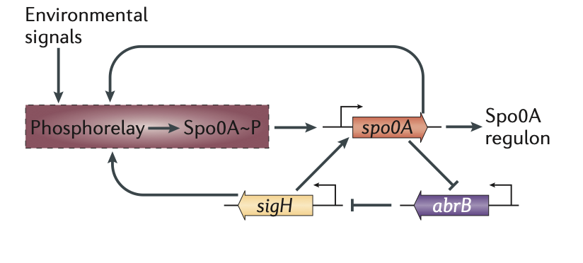 <ul><li><p>Env. signals integrated into phosphorelay → <span style="color: purple;"><strong>Phosphorylation of Spo0A (when food less)</strong></span></p></li><li><p><span style="color: purple;"><u>Spo0A~P </u></span>directly and indirectly <span style="color: purple;"><strong>auto-activates its own transcription + phosphorylation</strong></span> which</p></li><li><p><em>→ </em><strong><em><mark data-color="blue" style="background-color: blue; color: inherit;">derepression</mark> </em></strong><em>of AbrB-regulated genes to sigH etc.</em></p></li><li><p><span style="color: green;"><strong>Genes REQUIRED for efficient spore formation</strong> </span><em>at </em><span style="color: red;"><em><u>high threshold of Spo0A~P</u></em></span></p></li></ul><p></p>