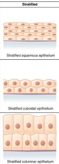 <p>Two or more superficial/apical layers of cells</p>