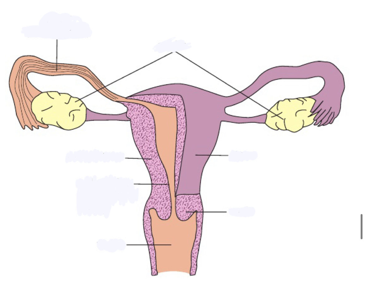 <p>Where is the vagina</p>