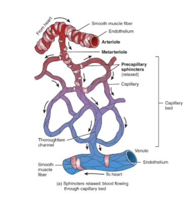 <p>Where is the thoroughfare channel located relative to the capillary bed?</p>