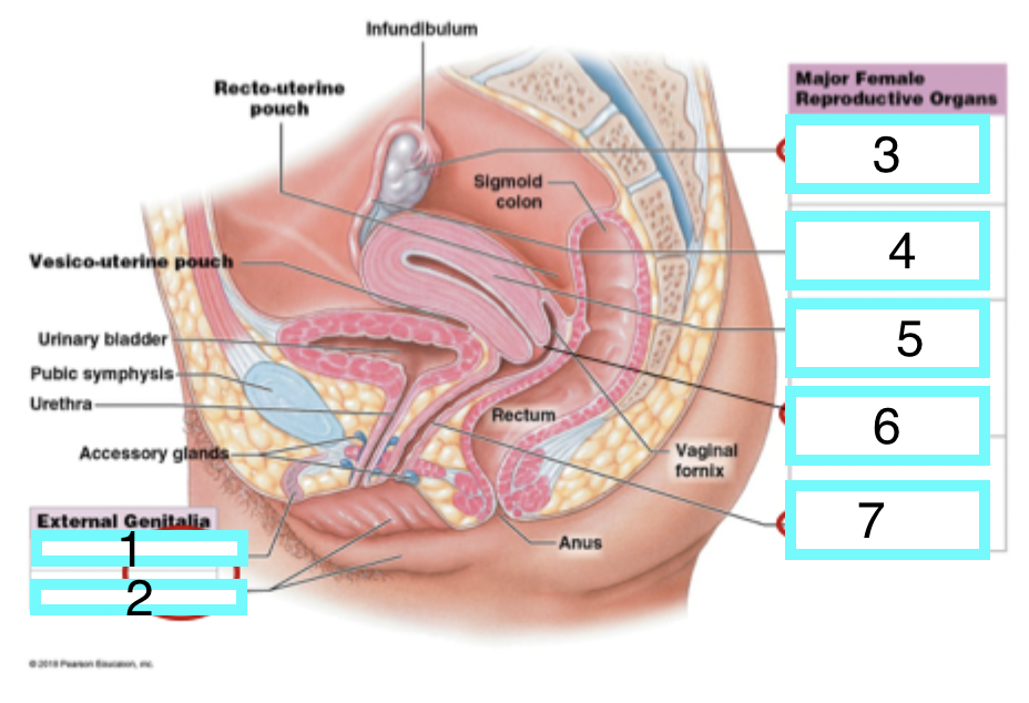 <p>female reproductive system external genitalia - what is 2</p>
